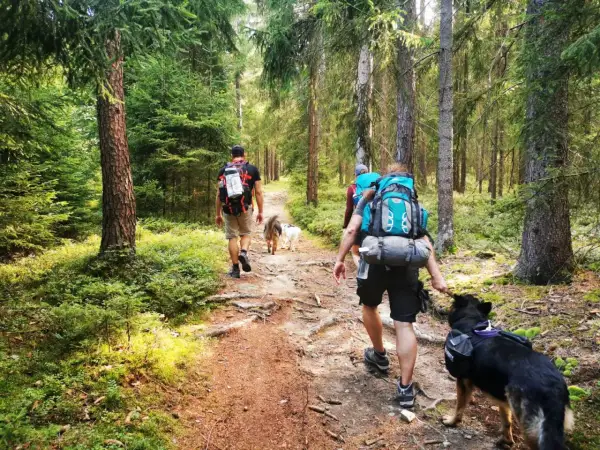 Wanderer mit Rucksäcken und Hunden auf einem Waldweg in einem Berg in Sachsen.